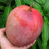 Live Red Mango Tree Live Plant, 8 to 16 Inc in Pot, Sweet Mango Seedling for Growing Outside