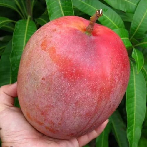 Live Red Mango Tree Live Plant, 8 to 16 Inc in Pot, Sweet Mango Seedling for Growing Outside