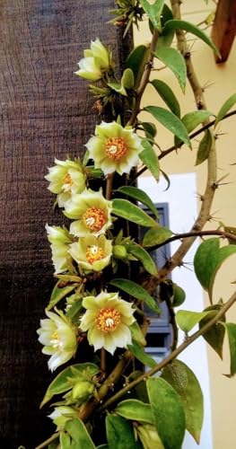 Image of Lemon Vine Live Plant for Home Garden Fragrant White Flowers & Refreshing Citrus Aroma Fast-Growing Climbing Vine Easy Grow Ornamental & Decorative Plant Balcony, Terrace Fence Outdoor Landscaping