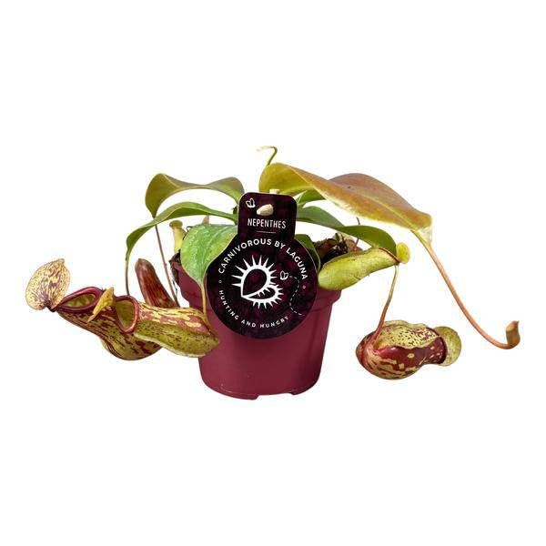 Dzbanek – Nepenthes Gaya – Ø 12 cm – wysokość ok. 17 cm – egzotyczna mięsożerna roślina pokojowa – łatwa w pielęgnacji karnivore do łapania owadów i do dekoracji wnętrz