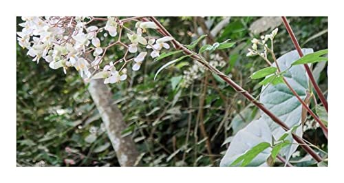 Seeds Plants Shop ID343 Lot de 10 graines de bégonia multinervia