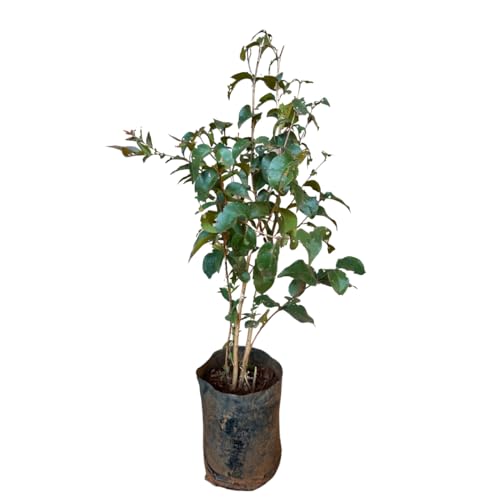 Muda De Pitanga Vermelha - Prestes A Produzir