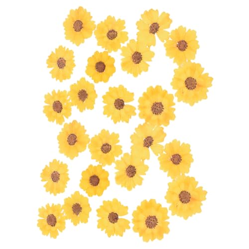 24 flores secas de margarita para manualidades