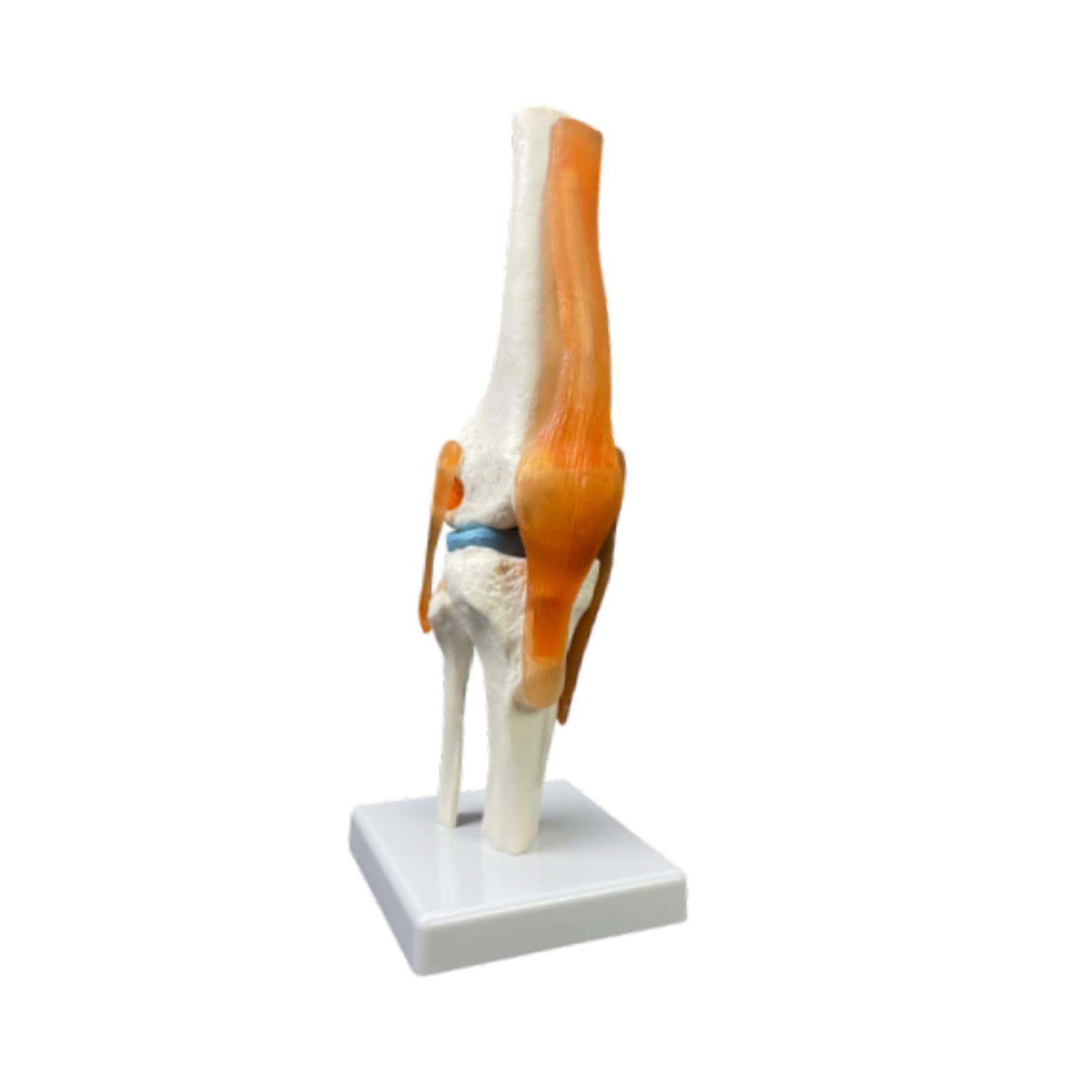 Material Didáctico para La Articulación de La Humana con Sus Ligamentos.