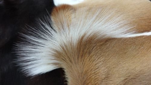 Amazon.co.jp: 天然大型アフリカのSPRINGBOKスキン カモシカの皮 XXXL
