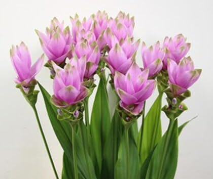 Curcuma Pink Imported Fresh Flower Bulbs (Pack of 5), Curcuma Pink Flowering Bulbs for Outdoor & Indoor Gardening (FLORA SEEDS) (B0D459R1F2) Amazon Price History, Amazon Price Tracker