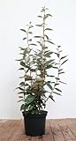 PlantaPro