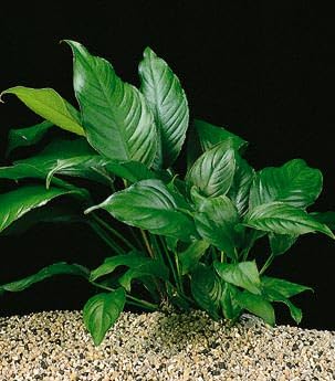 Anubias Heterophylla Large Live Aquarium Plant Aqua-scaping Tank Shrimp Safe (5)