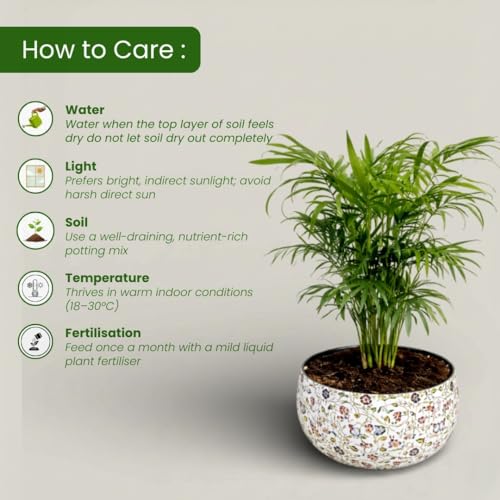 Image of Amulya Farms Indoor Plants for Home | Bamboo Palm Plant In Premium Floral Print Metal Plant Pot | Air Purifying Bamboo Plants For Home Decoration | Live Plants with Pots For Living Room