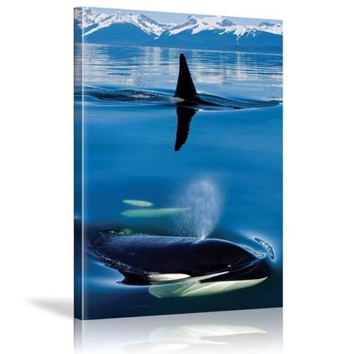 Poster orque épaulard Lynn art mural marin 70x100 cm pour chambre