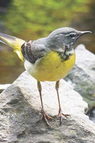 Journal with Grey Wagtail cover: 150 page lined paperback journal, diary, notebook: Wild Birds (Wildbird Journals)