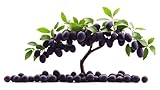 Olive Bonsai Tree Seeds for Growing (10 Seeds) Hard to Find