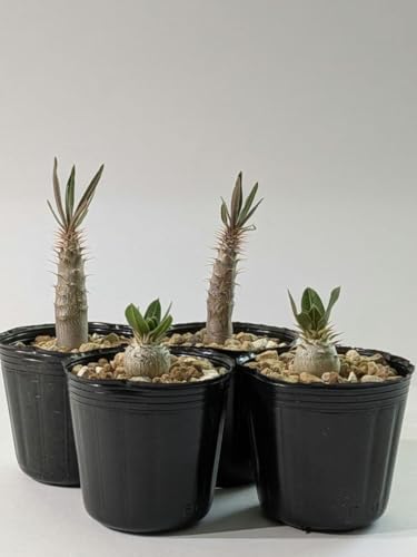 パキポディウム実生セット 観葉植物 グラキリス パキポディウム 実生」の人気商品一覧 | 安い商品