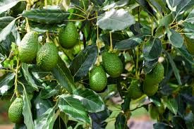 See full amazon price history chart for ROYAL LAND Rare Dwarf HASS Avocado Plant Persea Americana 1 Healthy Live Plant ROYAL LAND Rare Dwarf HASS Avocado Plant Persea Americana 1 Healthy Live Plant (B083JJP17V) Amazon Price History, Amazon Price Tracker