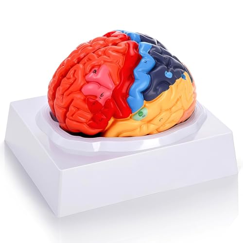 Image of Life-Size Human Brain Anatomical Model,2 Parts,Color-Coded Partitioned Brain for Student Study,Teaching Demonstration and Medical Education Display