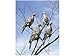 6 PACK OF CLIP-ON-DOVE DECOYS