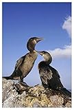Diseñado por Tui De Roy Obras de Arte Italia Cormorán sin vuelo en nido de algas, Islas Galápagos, Ecuador-Arte de papel-34\