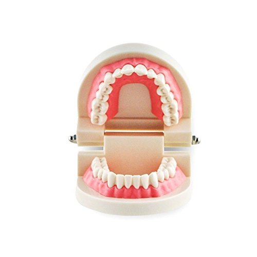 Dental Teach Study Adult Standard Demonstration Typodont Teeth Model Pink #TOP6