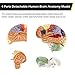 Dyna-Living Human Brain Model Anatomy 2X Life Size Human Brain Anatomical Model for Neuroscience with Color-Coded Detachable Brain Model for Science Research Medical Learning or Model Display