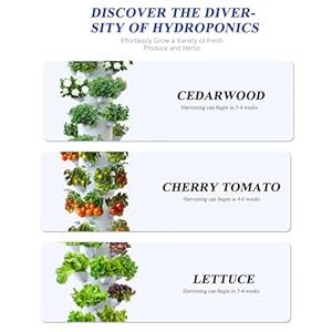 Sjzx Hydroponic Growing System with Grow Lights No Seedlings Included 25 Plant Hydroponic System Home Gardening System for Indoor Herbs Fruits and Vegetables BPA Free Food Grade