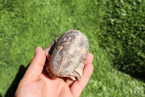Image of Ammonite Fagesia Ammonite Fossil Rare Ammonite Fossil Natural Fossil from Morocco A44