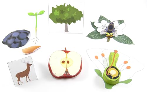 Image of NewPath Plant Life Cycle 3D Paper Model Making Kit - Individual Student Edition (24-7743)