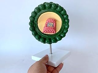 Anatomical Model, Virus Model, Bacteriophage Phage Model, Human Virus Model Cytopathic Demonstration Model HIV Virus Structure Anatomy Medical Microbiology Teaching Aid