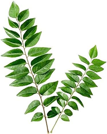 Organic Curry Leaf Seed