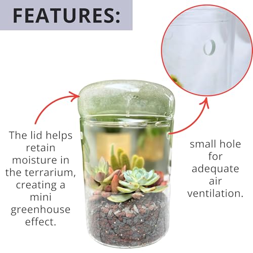 LaLaGreen Indoor Planter (6x9 Inch) Small Glass Terrarium Jar with Lid for Succulent Plants, Reptile Cactus Mini Fern Fairy Moss Tabletop Decoration Container Pot Kitchen Office Home Garden Decor - Image 5