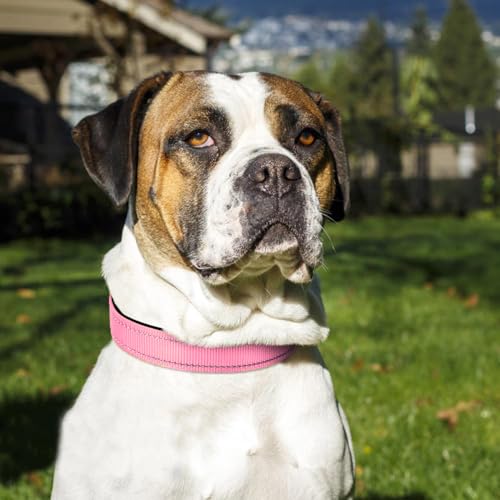 Image of Joytale Reflective Dog Collar, Adjustable Neoprene Padded, Pink XL | Breathable Nylon for Large Breeds, No Chafing on Hikes and Outdoor Use, Tear-Resistant Webbing, Metal D-Ring, Night Safety