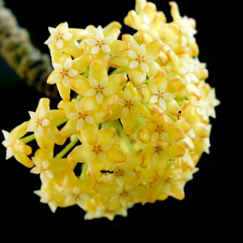 2 Light Yellow Hoya Plants Live Houseplants Indoor Outdoor Planting Starter 5-8 Inches in Tall Well-Rooted for Zones 9-11