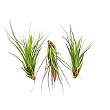 Air Plants - Flowering Tillandsia Melanocrater Tricolor, Large 5" - 3ct - Live Arrival Guaranteed - House Plants for Home Decor & Gift