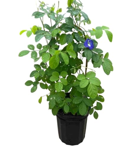 Image of BLUE APRAJITA LIVE BUTTERFLY PEA FLOWER LIVE PLANT, APRAJITA PLANT WITH POT, INDOOR OUTDOOR GARDEN GROWING PLANT, PACK OF 1 WITH BLACK POT