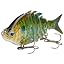 Blue/Gold Pumpkinseed