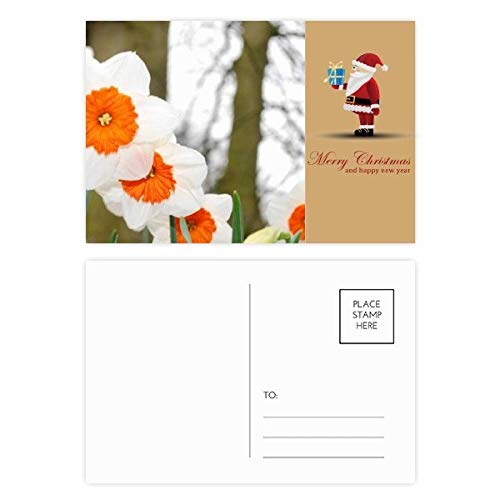 Cartes postales arbres de Noël lot de 20 pour accompagner vos cadeaux de fin d'année