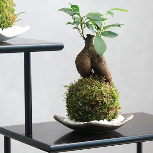 ycharmz(ϗtA)ۋʎMtIۋ KW}(1) vq і 삪ZލK̖