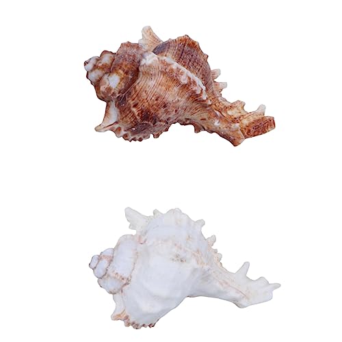 minkissy 5pcs Concha De Mar Natural Caracol Grande Decoración De Acuario para Piscina (Color Aleatorio)