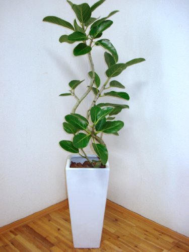 スクエア陶器鉢仕立てベンガレンシス／110cm前後