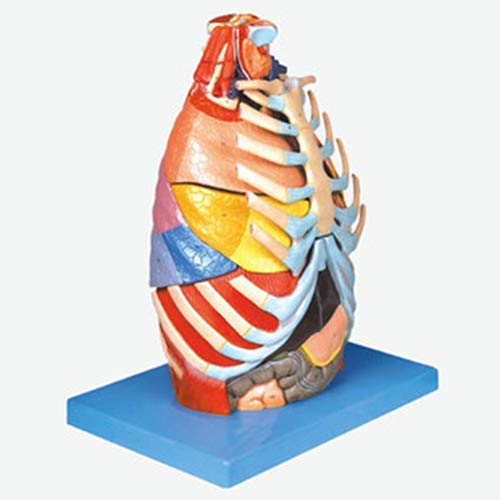 Sjdopulse Human Thoracic Anatomical Model-Osteochondral Muscle And Tendon Viscera Laryngobronchial Tree Lung Segment Heart Vascular Nerve