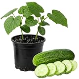 Marketmore Cucumber Plants in 4 Inch Pot, 2 Plants per Pot, 4-6' Tall Cucumber Plants Live for Planting Outdoor