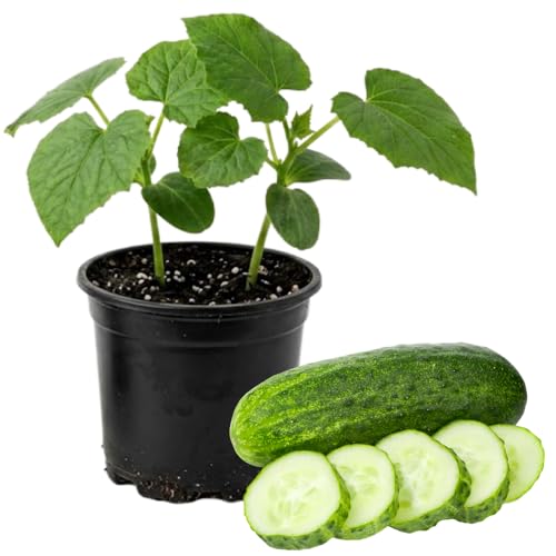 Marketmore Cucumber Plants in 4 Inch Pot, 2 Plants per
