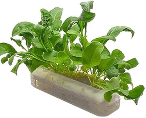 Amazon Co Jp 水耕栽培ベビーキット ルッコラ ホーム キッチン