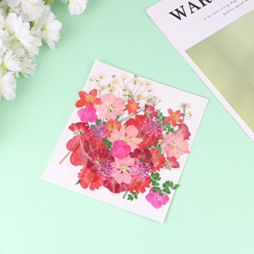 EXCEART Flores Naturais Secas Prensadas Reais Misturadas Com Várias Margaridas Coloridas Folhas de H