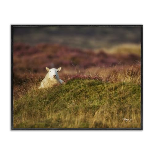Lone Sheep Meadow Countryside Farm, 16 x 20 Inch Framed Giclée Print