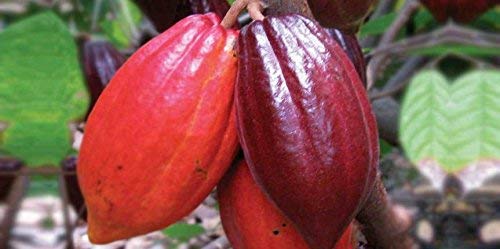 Creative Farmer Live Fruit Plant Chocolate Plant/Coco Fruit Tropical - Hybrid Dwarf Red Colour Cocoa Plantlive for Terrace Garden Plant(1 Healthy Live Plant) (B07PN162P1) Amazon Price History, Amazon Price Tracker