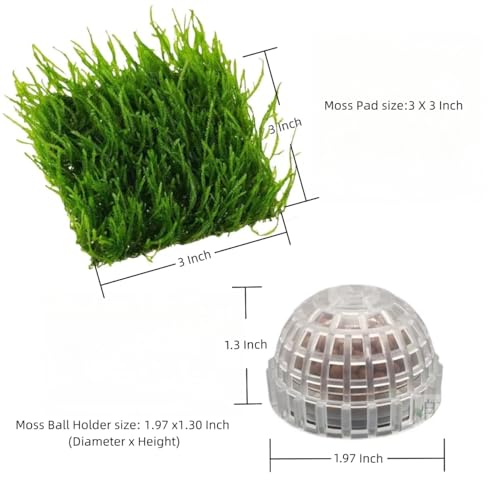 Java Moss?Vesicularia Ferriei Live Plant for Aquarium, 10 Square Inch Flame Moss, with 1x Moss Ball Holder, Freshwater Live Plants Shaping Filter