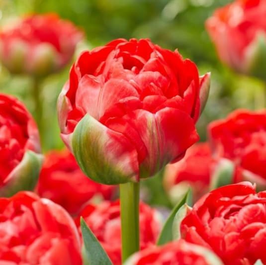 Bombastic Double Early Tulip Bulbs for Planting - Easy to Grow Perennial Tulips (20 Bulbs)