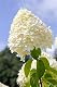Rispenhortensie PlantaPro Limelight S – Kompakte Hydrangea paniculata