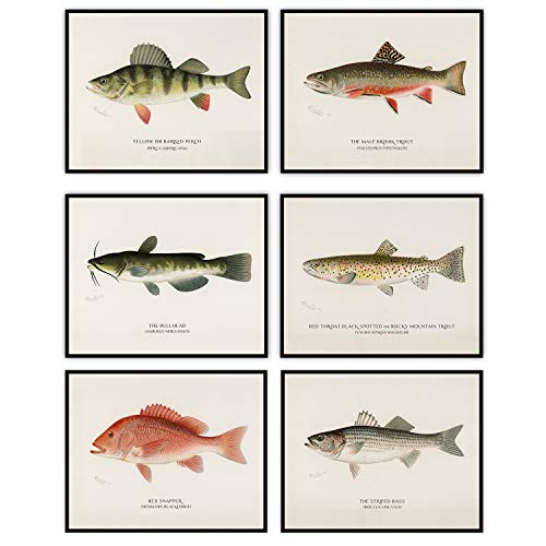 Fish - Vintage Fishing Decor and Ocean Beach Poster, Lake House and Cabin Print, Educational Art Print, Gift for Fishermen and Marine Biologists, Set of 6 Photos - 8x10 Unframed Art Prints Posters