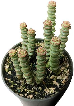 Crassula - Collar de bebé con gusano suculento (4 pulgadas) - Suculentas únicas y saludables para decoración del hogar y la oficina